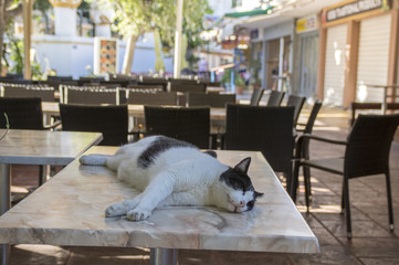 Black and white Rhodes cat lying and sleeping on the table in restaurant, funny scene, sunlight