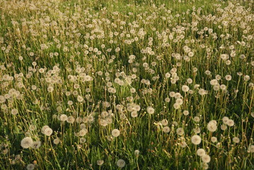Field Of Dandelions On A Lawn