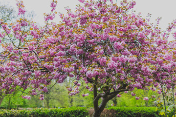 pink tree in city park in spring with plenty of blossoms surrounded by greenery