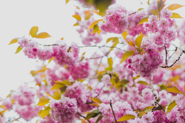pink blossoms on tree in spring with extreme bokeh