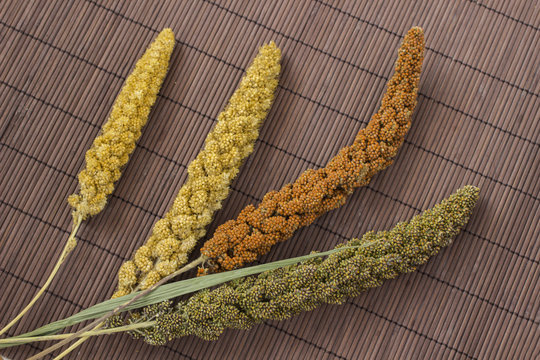Yellow, green and red ears of millet. Grain millet. Brown background.