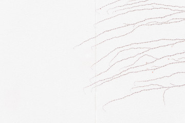 tips of red vine on white wall