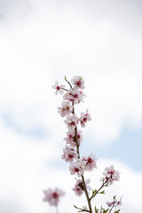Almond tree flowers over blue sky with clouds