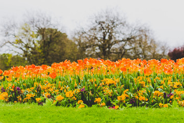 detail of city park with early spring orange tulips