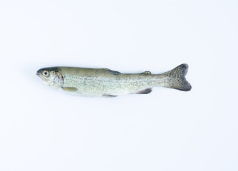 Trout on white background. Top view.