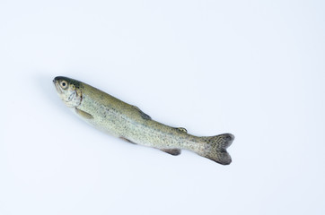 Naklejka premium Trout on white background turned upwards. Top view.