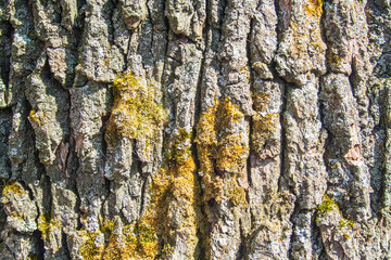 Pine and moss texture