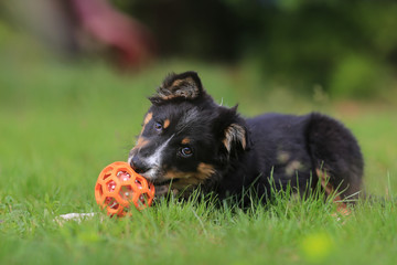 Puppy border collie