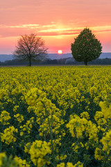 Obraz premium Rapsfeld beim Sonnenuntergang