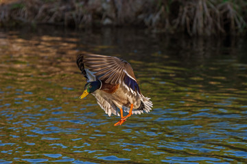 duck wild, male flies over the river