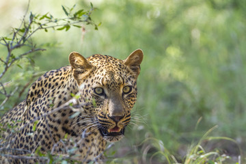 Leopard in Kruger National park, South Africa