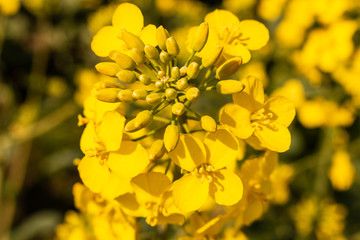 Żółty kwiat w polu.