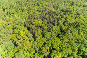 Fototapeta na wymiar Luftbild Wald und Felder im Frühling