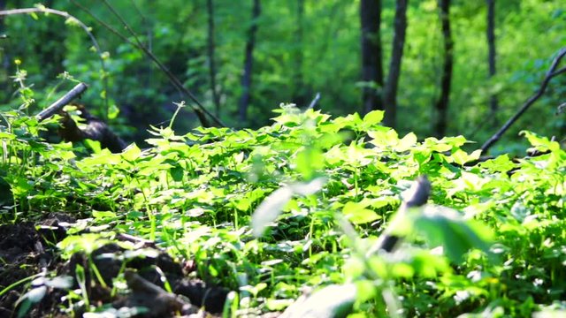 Przejazd kamery po dolnej części lasu, widok na zielone rośliny 