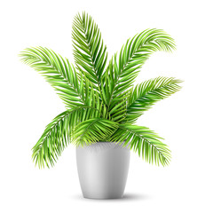 Obraz premium Palm tree leaves in a pot. A plant for decorating an interior of a house or an office. Vector realistic illustration.