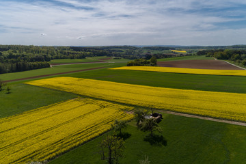 Obraz premium Luftbild blühende Rapsfelder im Frühling