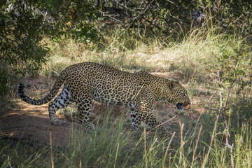 Leopard in Kruger National park, South Africa
