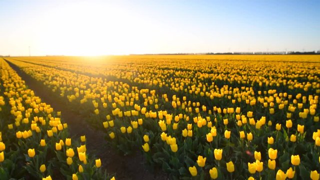 Yellow tulips in a field during a beautiful spring sunset