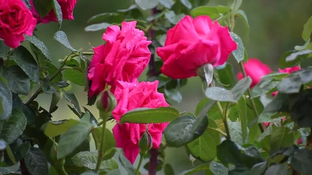 Rose bagnate mosse dal vento