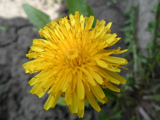 Yellow blowball, early spring