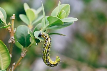 Cydalima perspectalis, know as box tree moth.