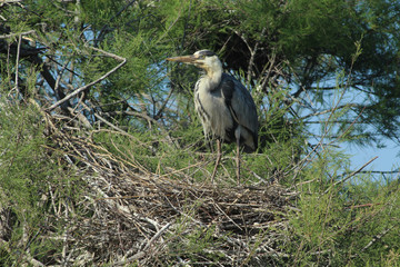héron cendré Ardea cinerea en camargue en france