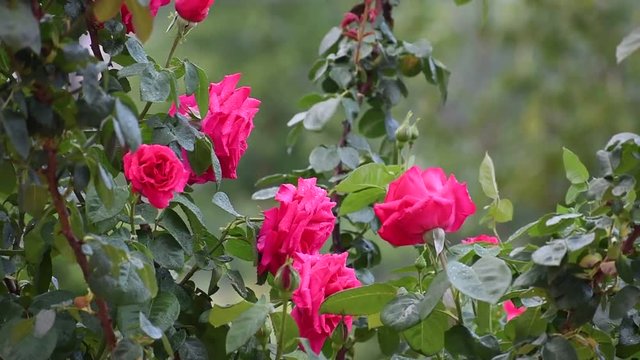 Rose bagnate mosse dal vento