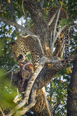 Fototapeta na wymiar Leopard in Kruger National park, South Africa