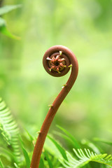 fern sprout in the rain forest of Sinharaja, Sri Lanka