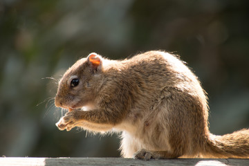 Squirrel eat  nuts