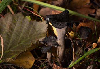 Black trumpet mushroom in the Forest