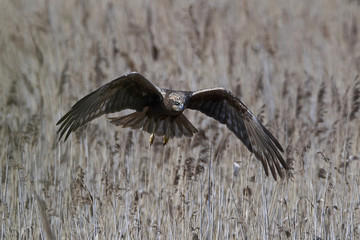 Western marsh harrier (Circus aeruginosus)