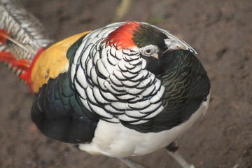 Colourful Bird