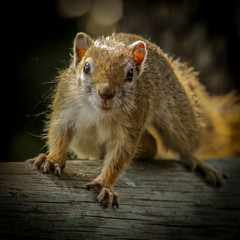 Squirrel  looks naughty at Khwai Delta , Botswana