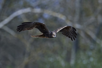 Western marsh harrier (Circus aeruginosus)