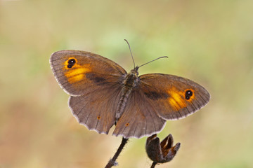 Doğu çayır esmeri kelebeği   Maniola telmessia    © mylasa