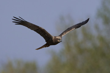 Western marsh harrier (Circus aeruginosus)