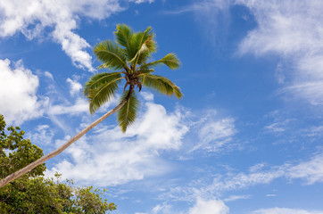 Fototapeta premium Coconut palm and blue sky