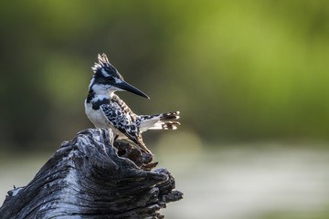 Pied kingfisher in Kruger National park, South Africa