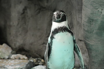 Naklejka premium Penguin