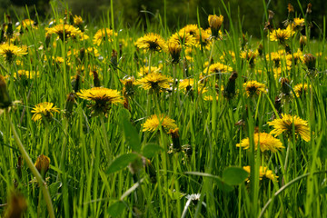 des pissenlits dans un champ 