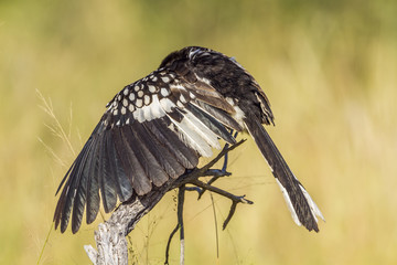 Southern yellow billed hornbill in Kruger National park, South Africa