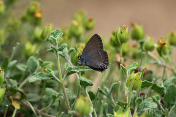 Büyük sevbeni kelebegi ; Satyrium ilicis