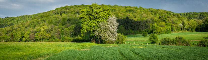 panorama dans un campagne verte entre champs et forêt
