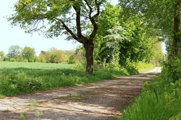 Pflanzen am Straßenrand