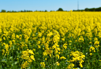 Obraz premium Rape field in the surrounding countryside of Berlin