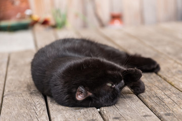 schwarze Katze in Stimmungslage