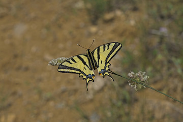Kaplan kırlangıçkuyruk kelebegi   Papilio alexanor © mylasa