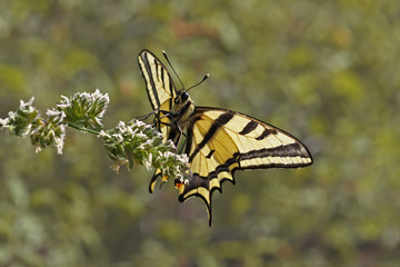 Kaplan kırlangıçkuyruk kelebegi   Papilio alexanor © mylasa