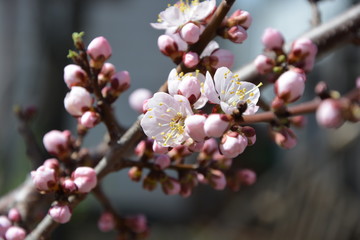 Blossoming apricot branch close-up.